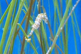 Lemon Bay's Hidden Locals: The Dwarf Seahorses Most People Never See