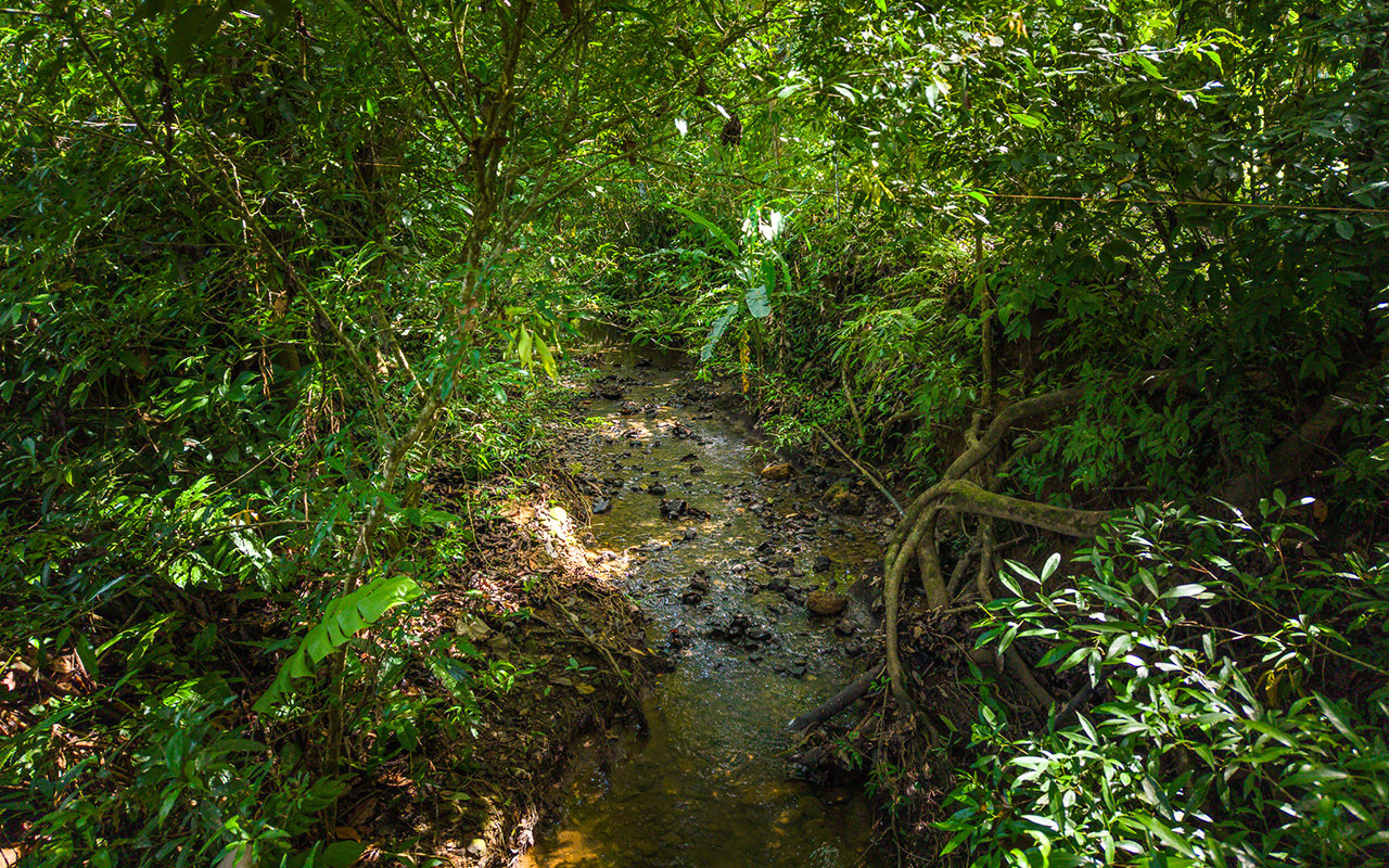 Home Near Downtown Uvita with Private Forest and Creek
