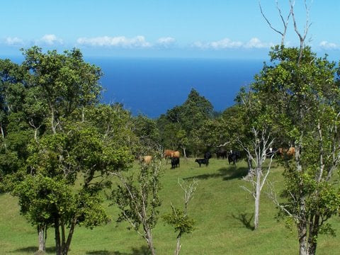 HAMAKUA COAST BIG ISLAND