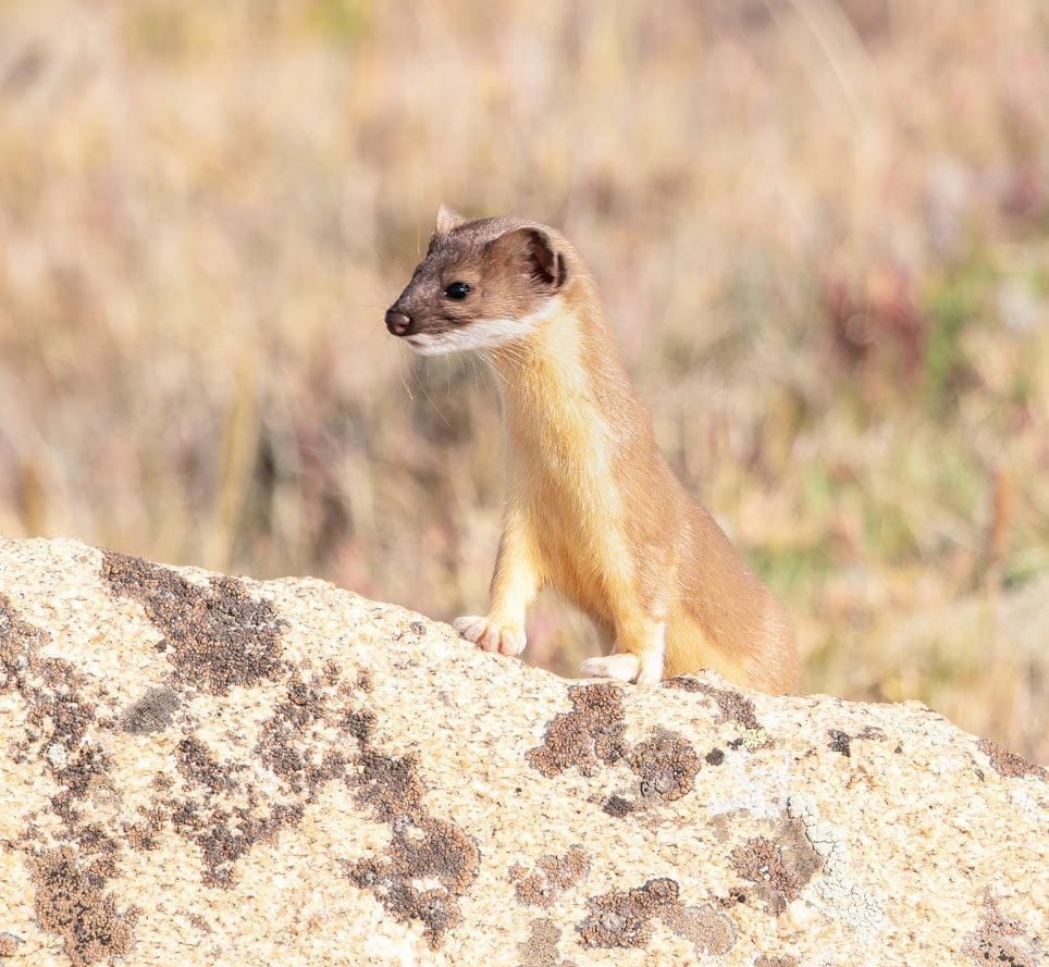Where the Road Meets the Sky: Driving Trail Ridge Road