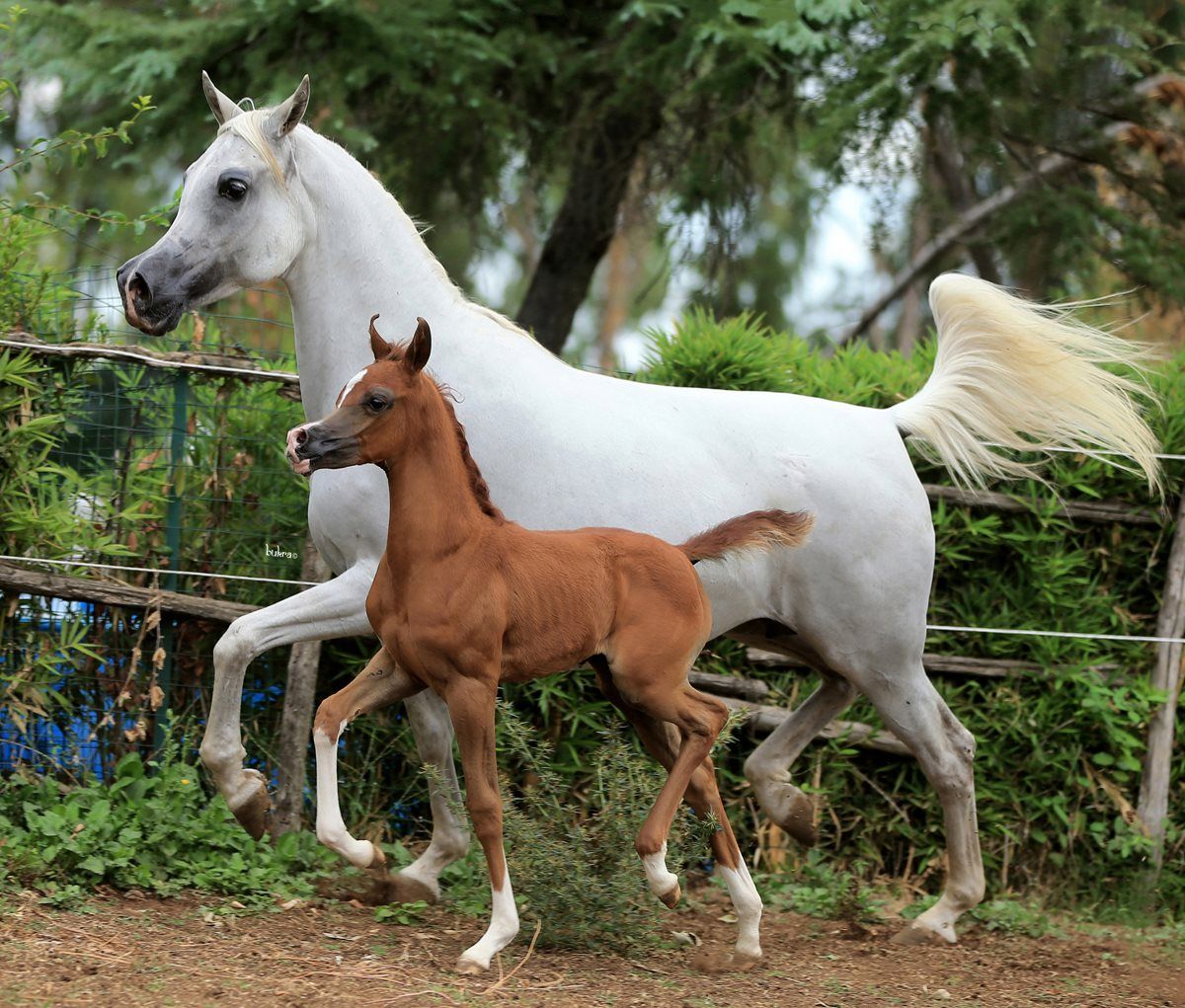 Why you need a EQUINE SPECIALIST when buying Horse Property