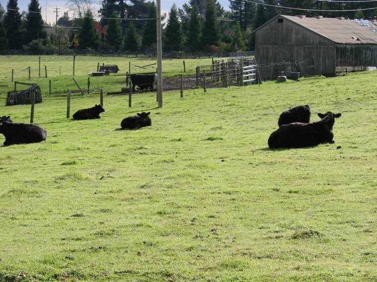 Salmon Family Ranch Sebastopol