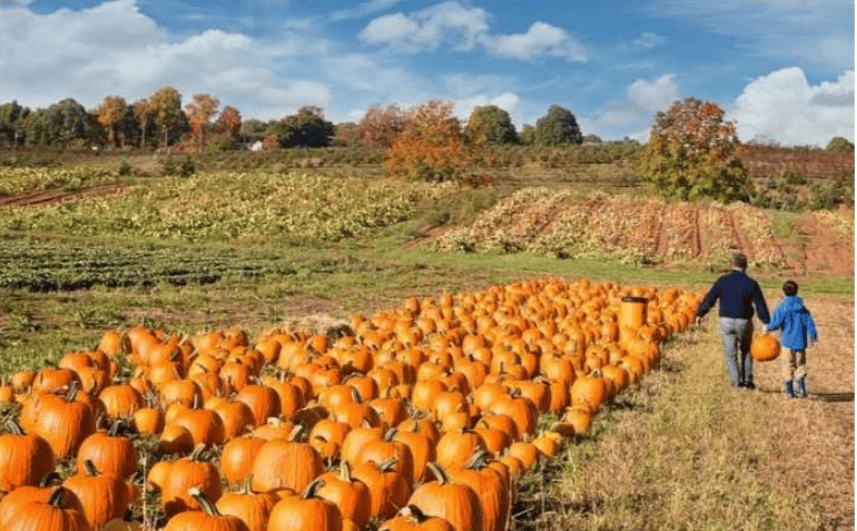 Family walks through rows of pumpkins at a sunny autumn patch.