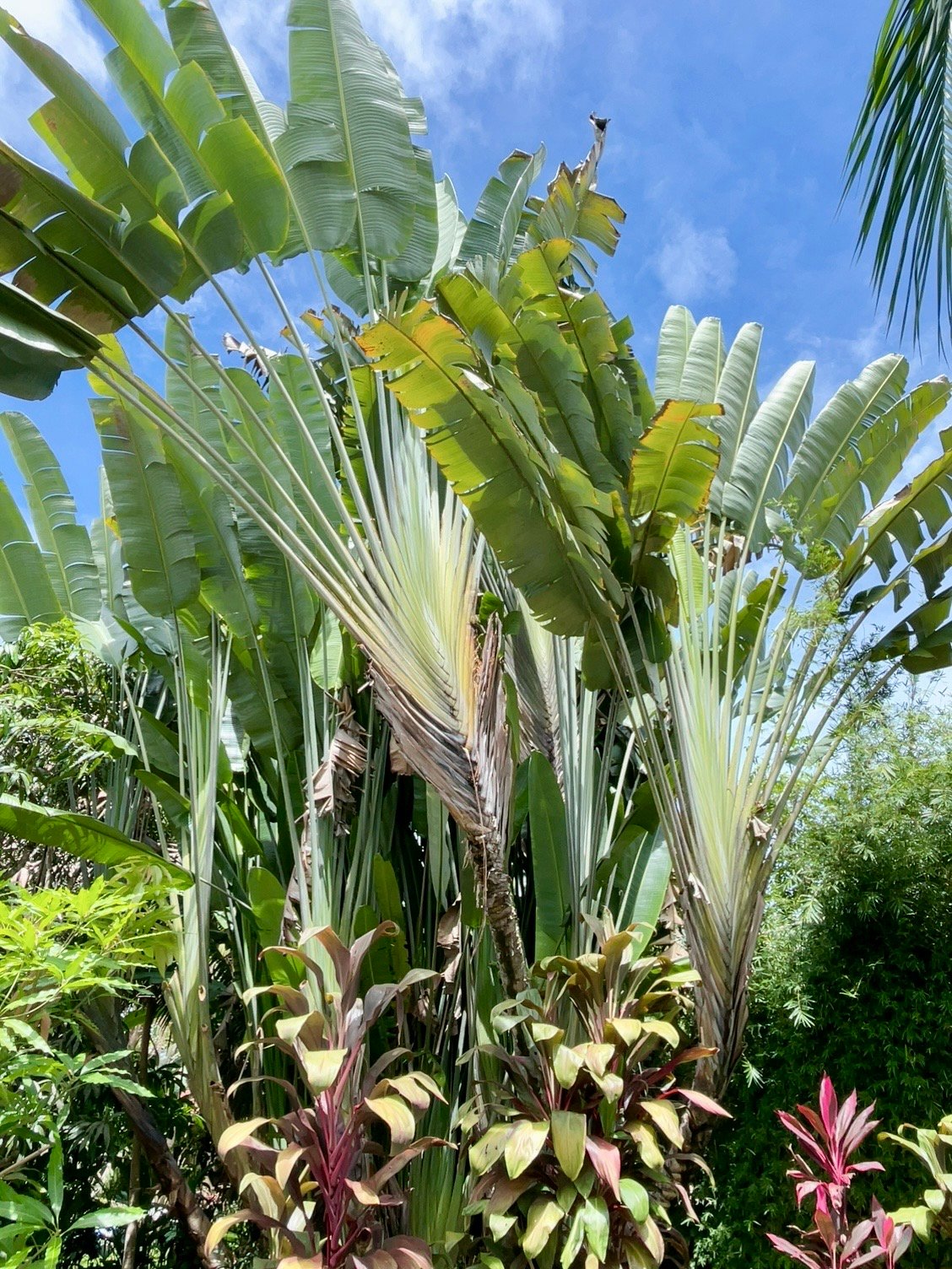Casa Luna, 3bed /3bath Private Oasis, Convenient Location