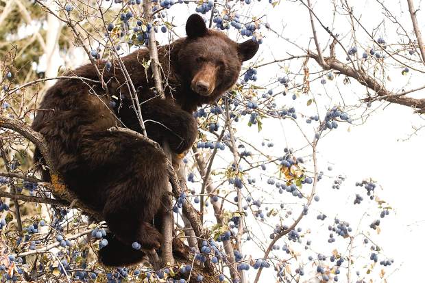 Spring Days Mean The Bears Are Coming Out Again