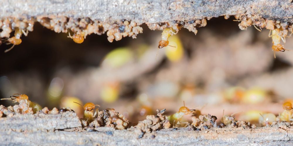 Termite eggs and active termites underneath a damaged wooden beam