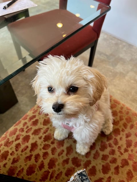 Ginger  Biscuit Woofington Buchner