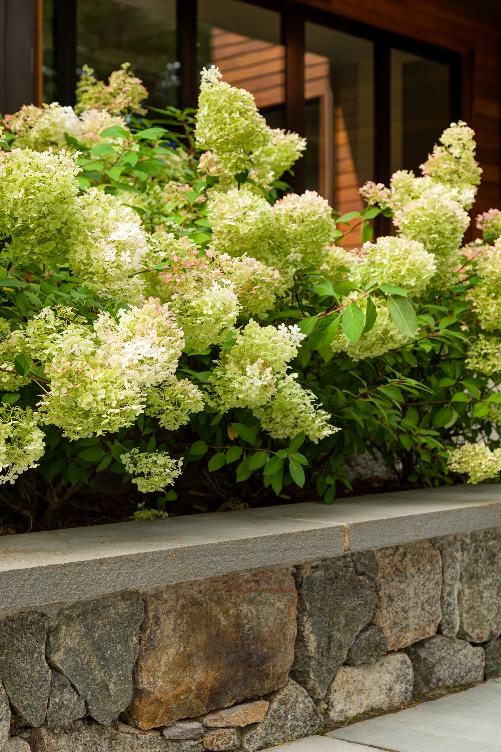 Flowering shrubs with pale green and white blooms line a stone retaining wall beside a house.