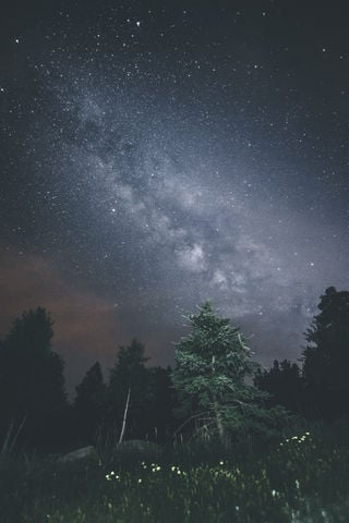 Milky Way stretching over a forest of dark evergreen trees at night.