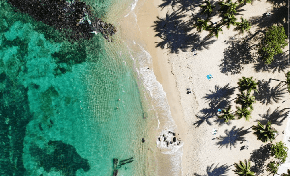 aerial view of a beach with palm trees