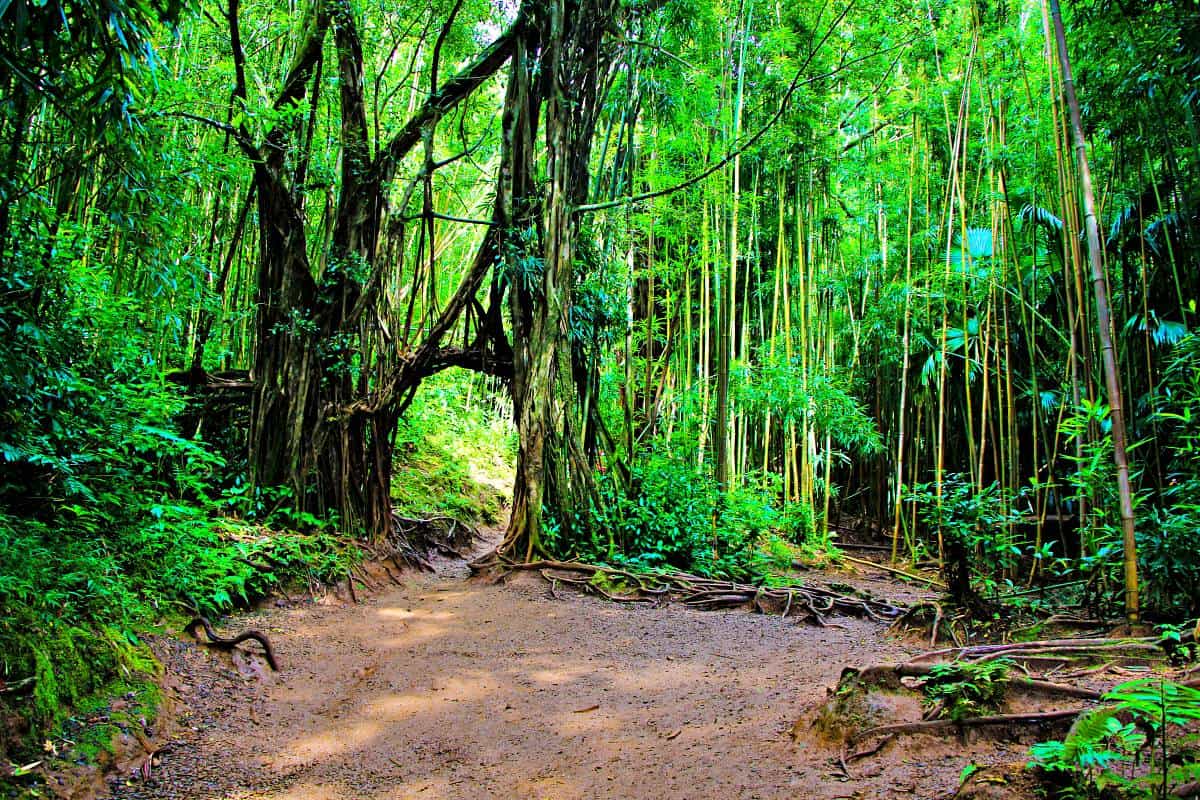 Manoa/Nuuanu