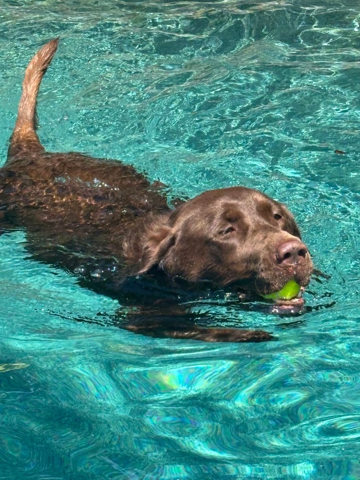 My puppy swimming at a photo shoot in Hingham