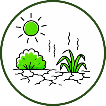 Sun, shrub, and tall plants above cracked soil, illustrating dry landscaping conditions.