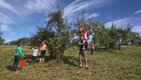 People picking apples in an orchard, including a child reaching into a tree from an adult’s shoulders.