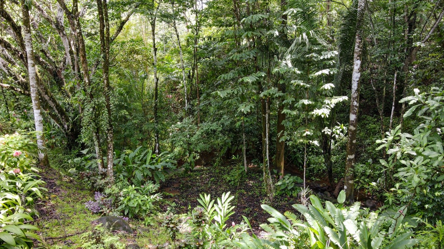 Modern House For Sale With Jungle View, Peaceful Stream, and Rental Cabins