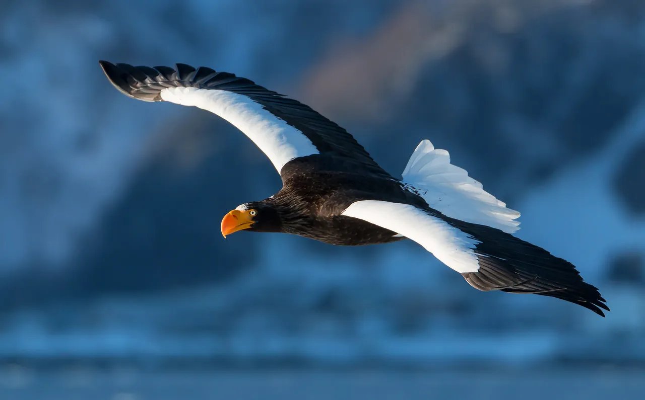 Rare Arctic Steller’s Sea-Eagle is Boothbay Region’s Newest Tourist