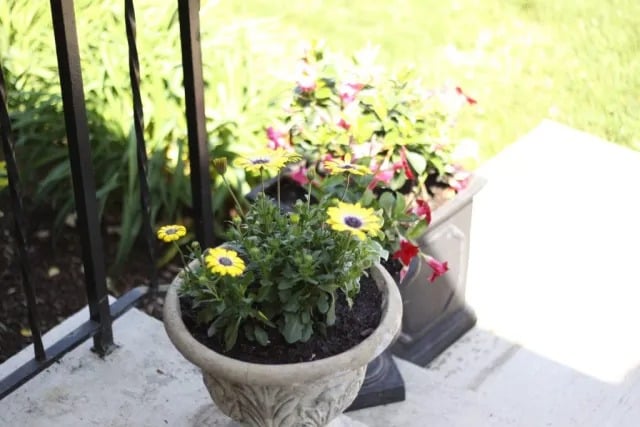 Spring Flowers