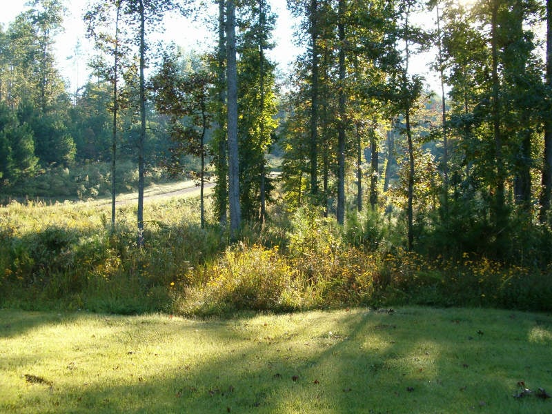 The One Hour a Day Diamond Dog Park Isn't Just for Your Dog
