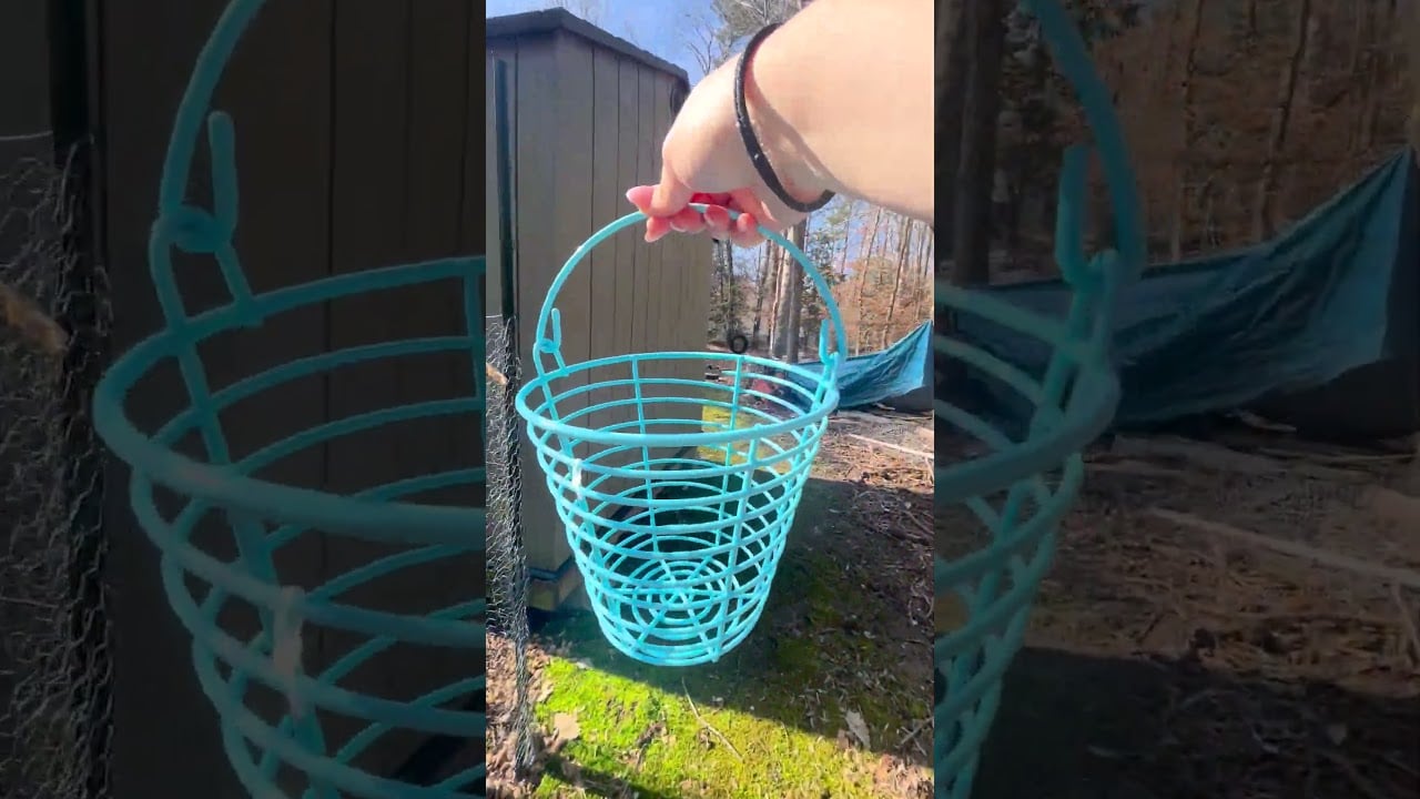 Egg Collection at the Hatcher Team Farm