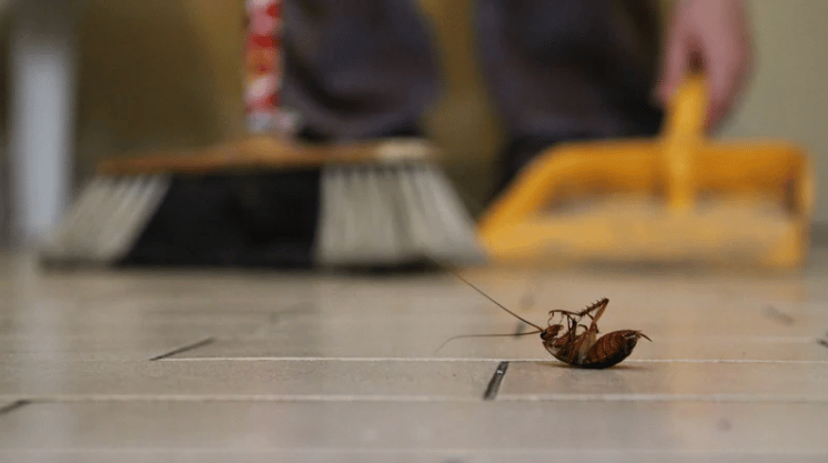 A dead cockroach on a tiled floor as someone sweeps nearby.