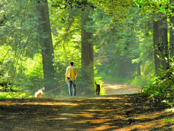 Trail in Redwood Regional Park with dogs enjoying off-leash hiking through forested paths.