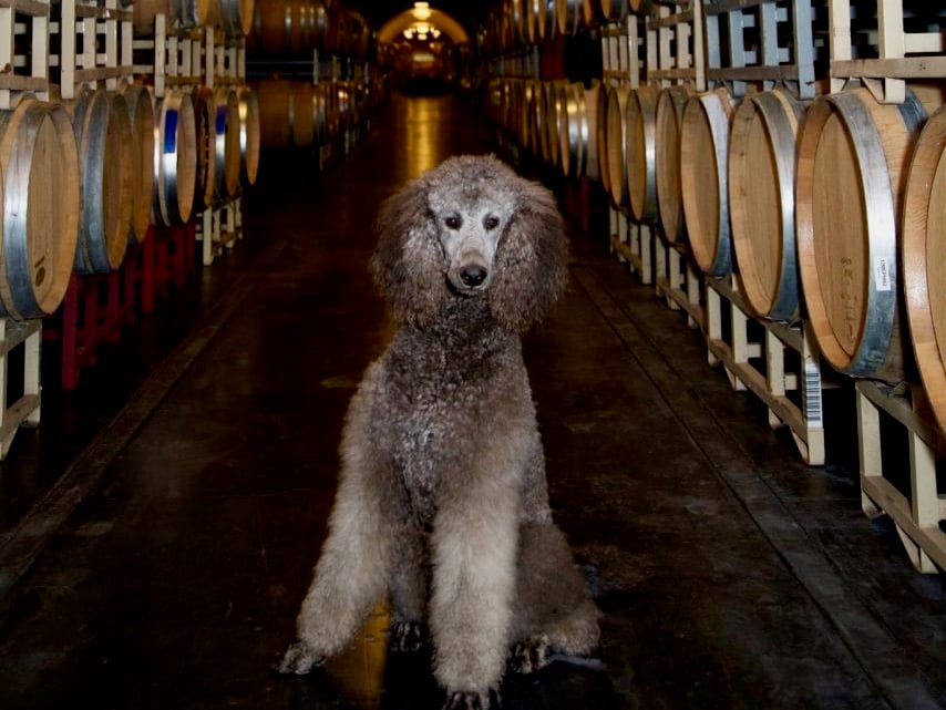 33 Best Dog-Friendly Wineries in Sonoma County