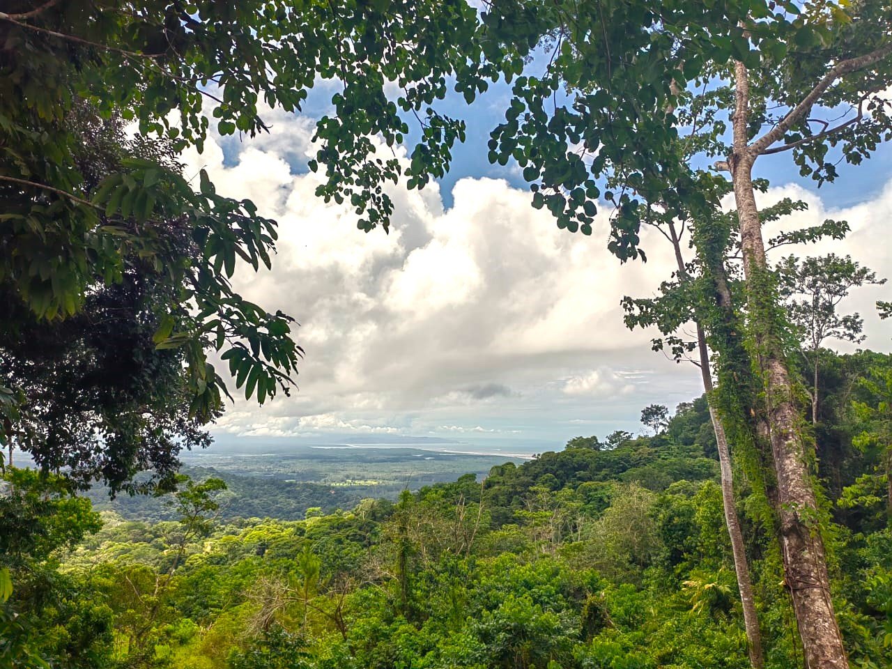0.46 ACRES – Ocean View Land With Ready To Build Site, 2 Minutes Away From El Pavon Waterfall, Utilities On Site & Virgin Forest!!!