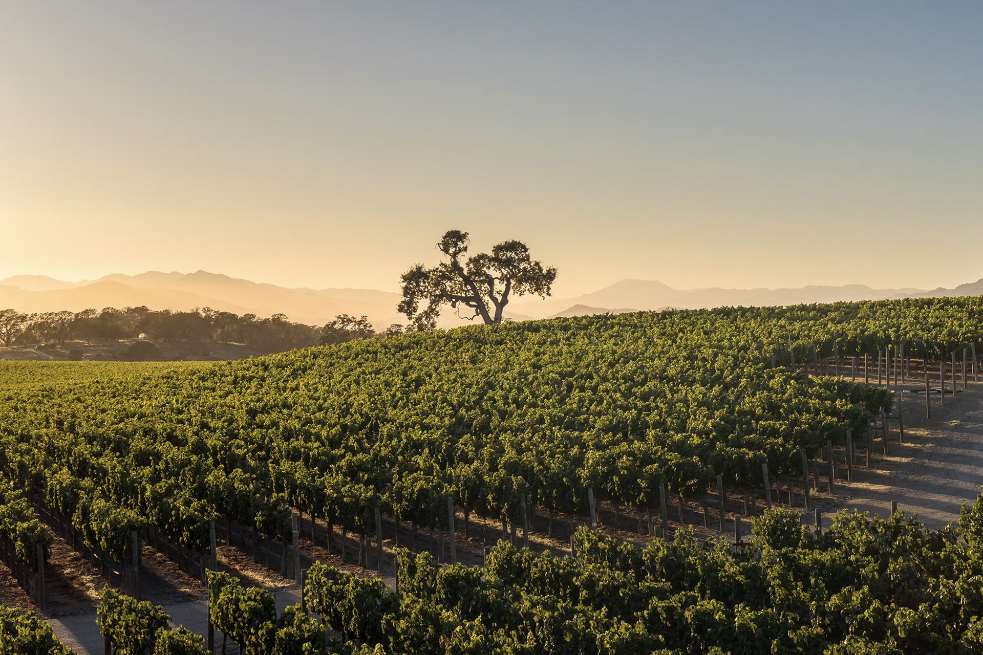 Meteor Vineyard Estate, Napa Valley