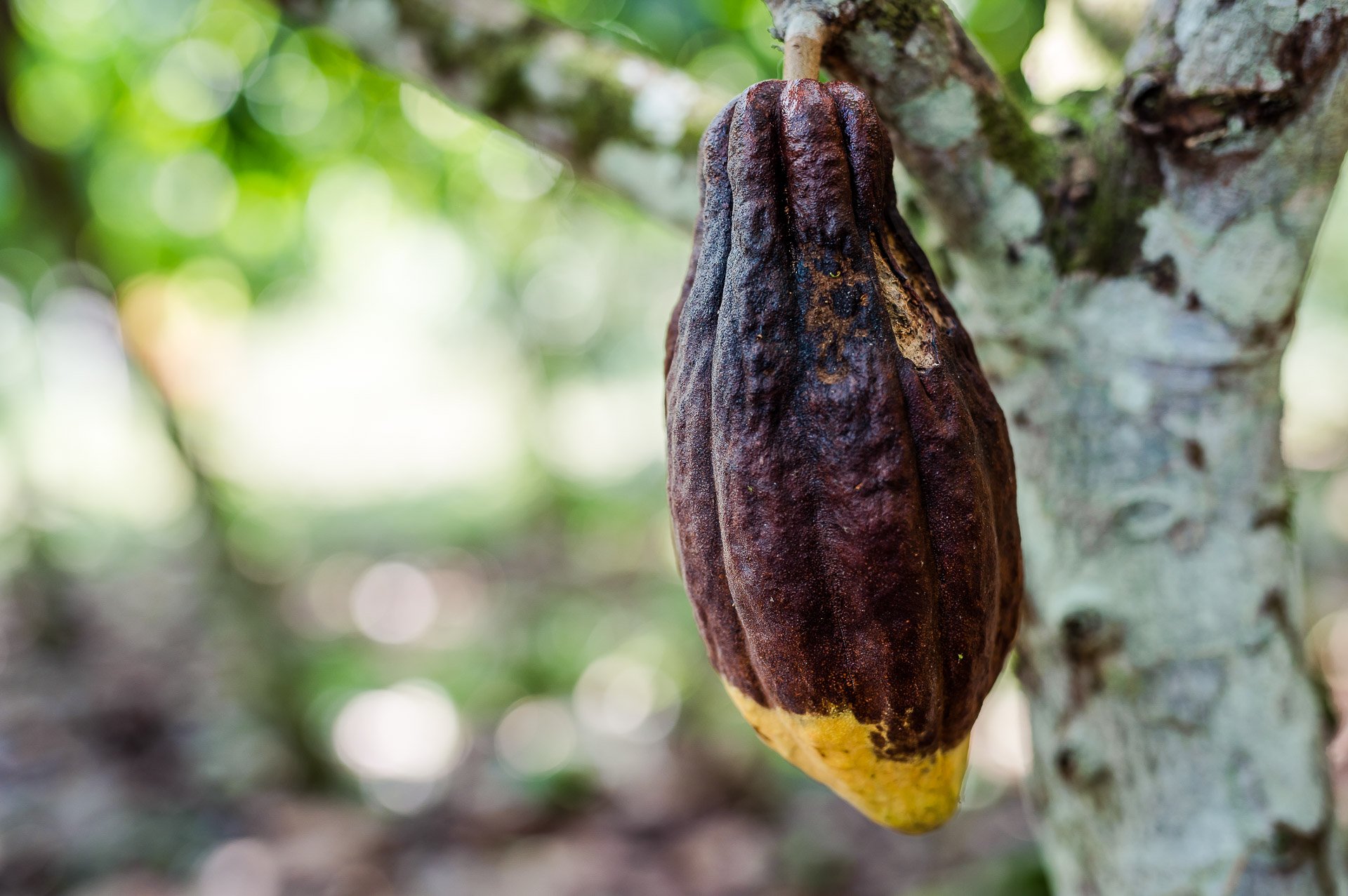 Blue Valley Cacao Farm | High-end gourmet chocolate production.