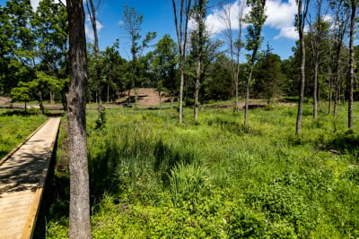 Shire Wood - August Update