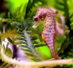 Lemon Bay's Hidden Locals: The Dwarf Seahorses Most People Never See