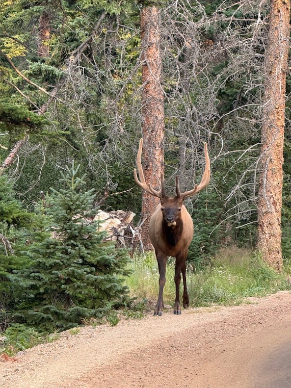 Driving Into the Wild: A Sensory Journey Along Old Fall River Road