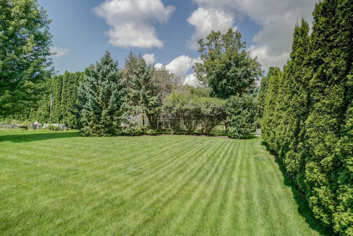 Spacious mowed lawn bordered by tall evergreens, with the house partly hidden behind shrubs.