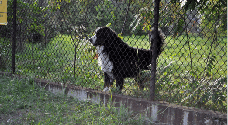 A black-and-white dog stands behind a chain-link fence in a grassy yard.