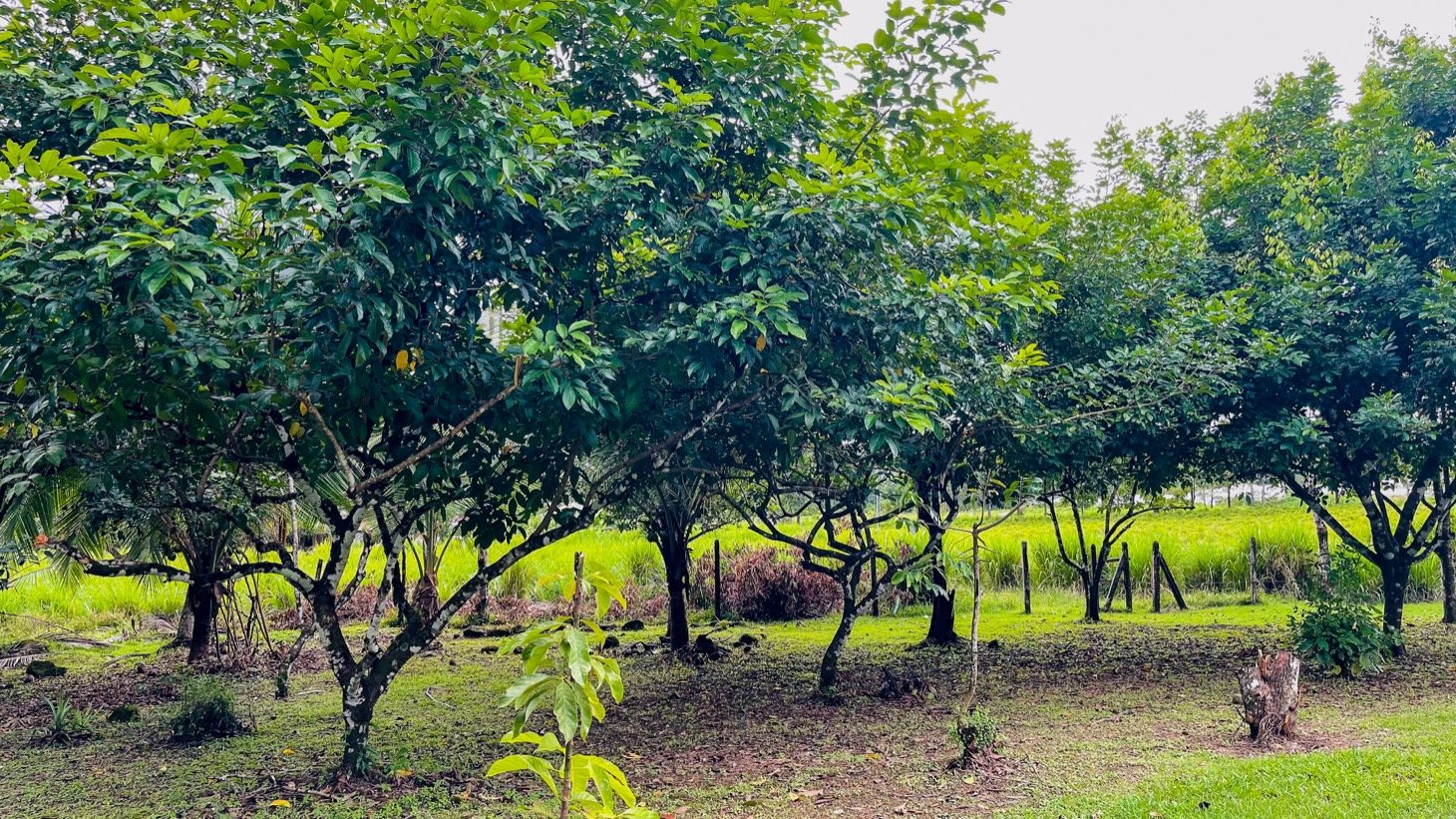 House for Sale in Ojochal, Costa Rica – Traditional Charm on 2.75 Acres