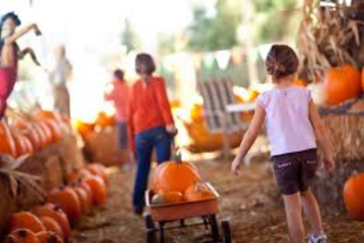 🎃 Fall Fun Awaits: Explore the Best Pumpkin Patches in Dallas 2025!