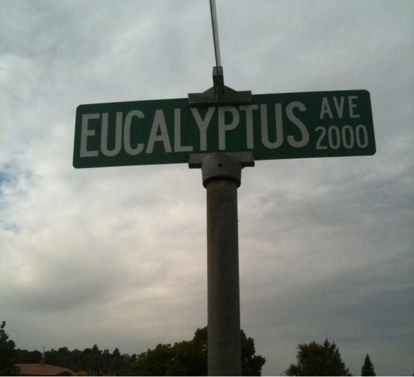 Eucalyptus Avenue: A San Carlos Tradition For Halloween