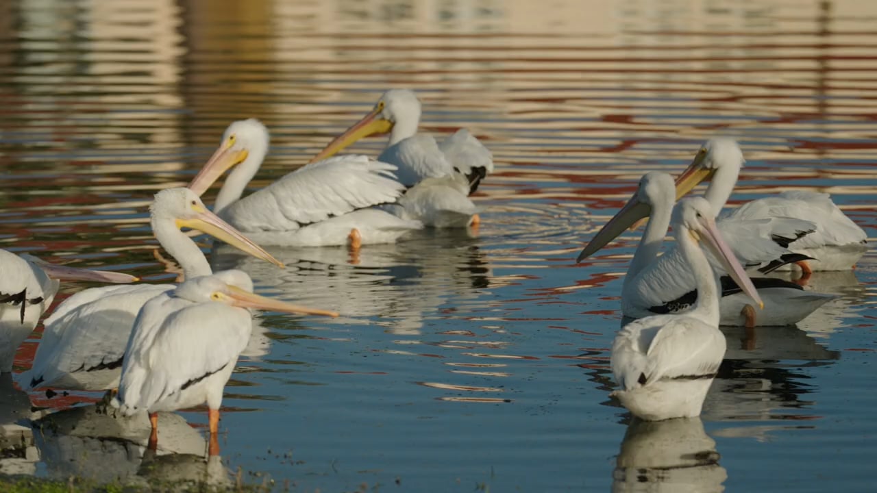 Grand Harbor Golf and Beach Club