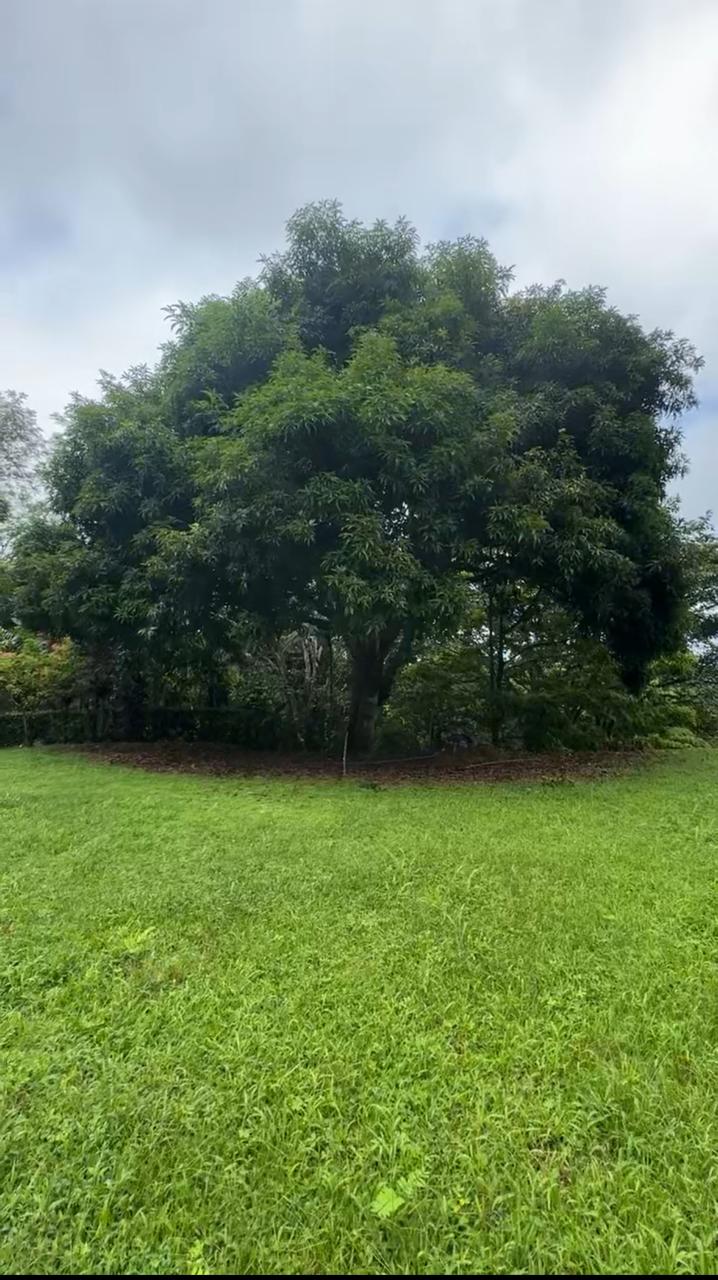 Build Amidst Untouched Jungle & Mountain Vistas | Ocean-View Estate with Fruit Orchards + Casita Design Your Vision in Tres Rios, Costa Rica
