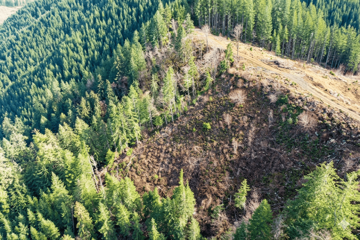 Smith River Back Woods