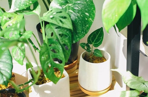 Move Your Houseplants Like a Pro With These Tips