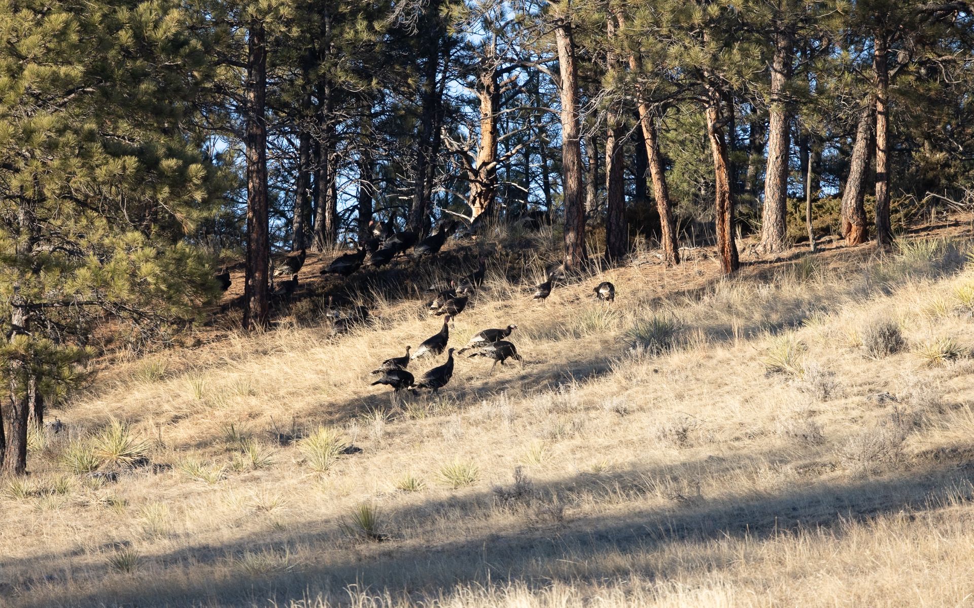 Elk Rich Ranch