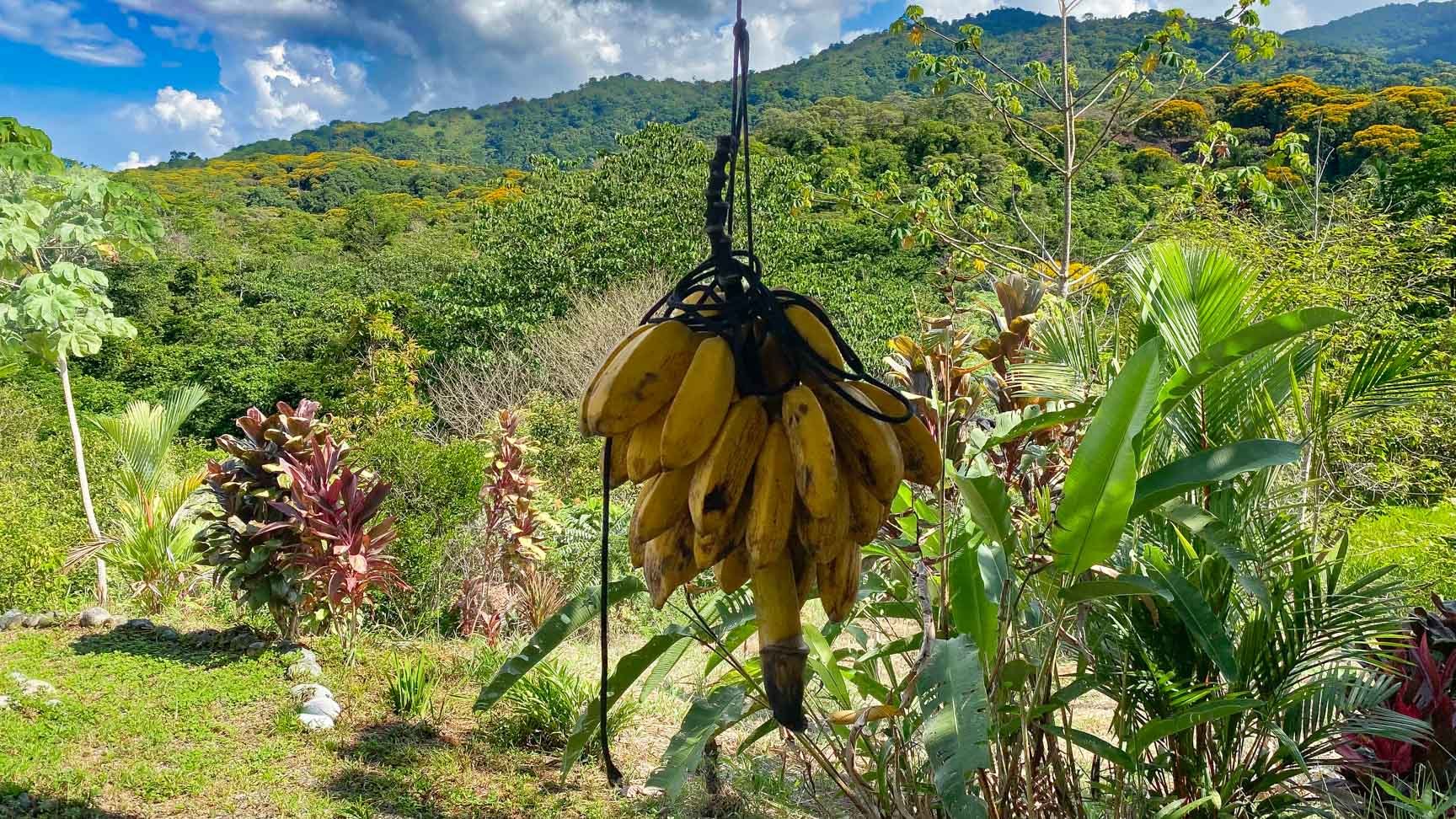 32-Acre Self-Sustainable Off-Grid Farm Near Ojochal with House, Solar Power & River