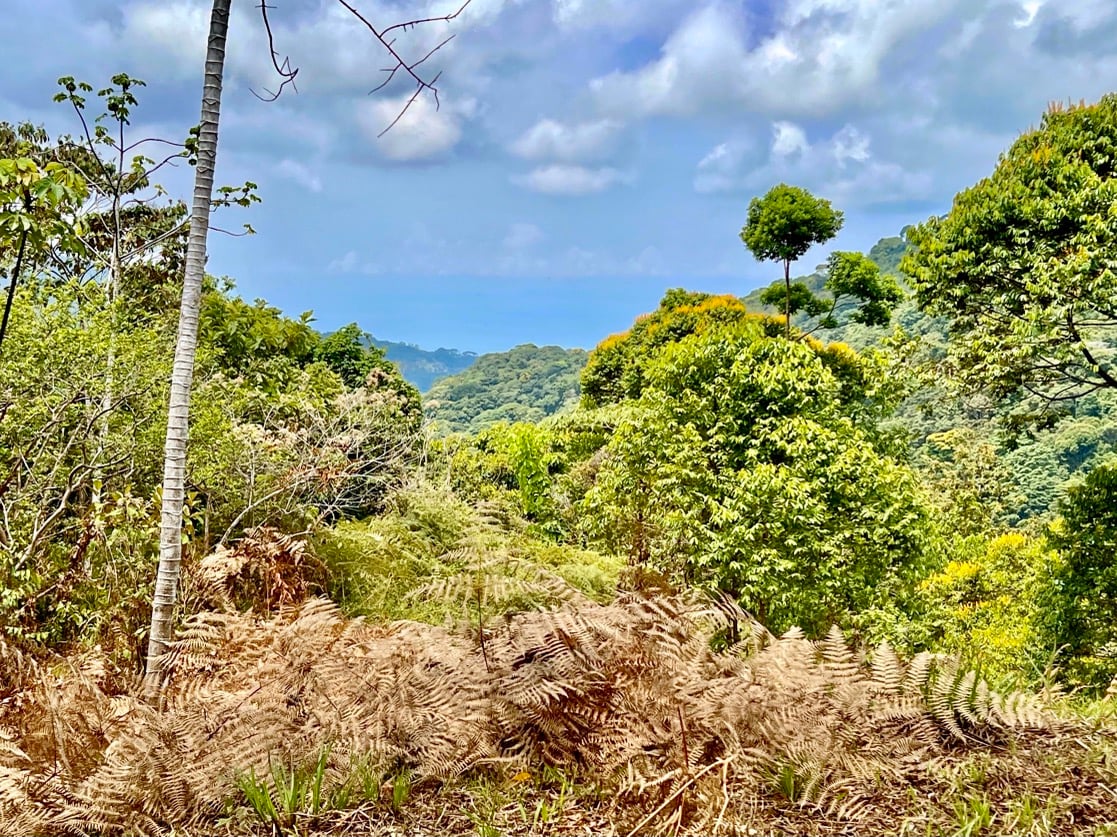 Eco-Luxury Home and Cabins with Waterfall, Ocean Views, and Organic Farming Potential
