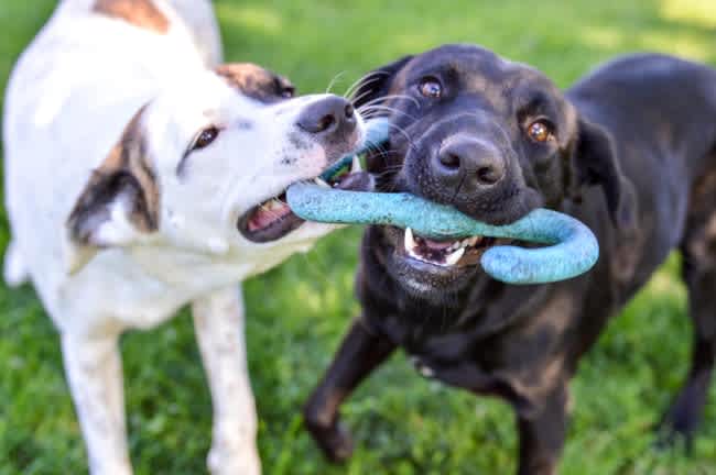 moving with pets