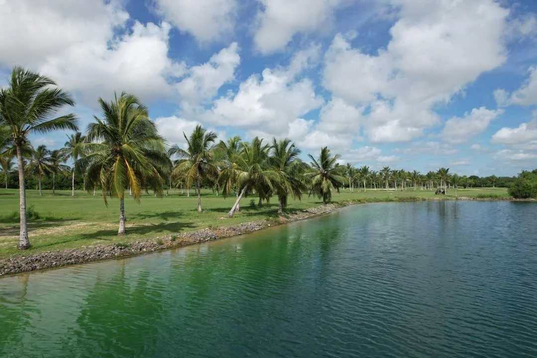 Palm View
