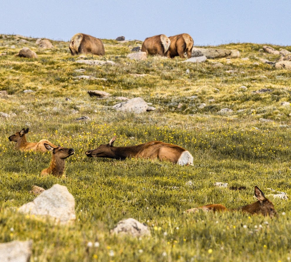 Where the Road Meets the Sky: Driving Trail Ridge Road
