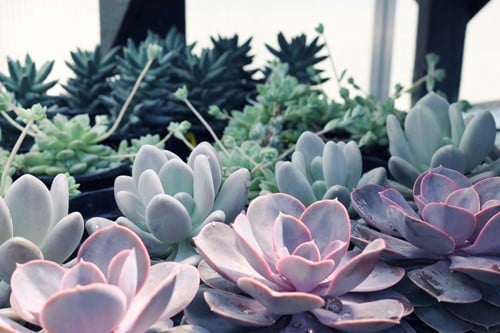 5 Clever Succulent Planter Ideas