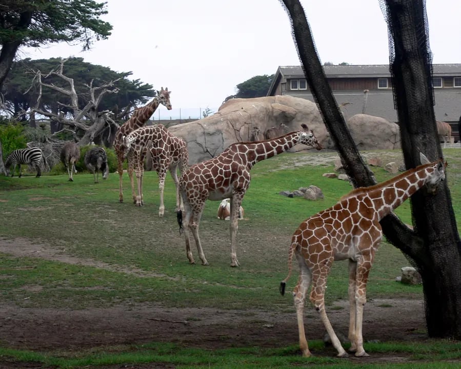 photograph of the African Savanna exhibit showing giraffes