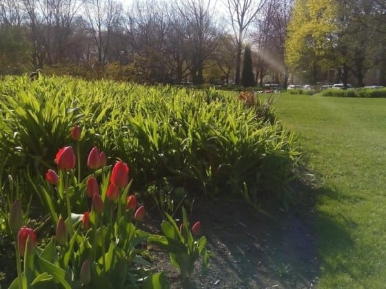 Oz Park - Lincoln Park